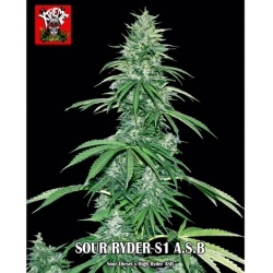 Auto Super Big Sour Ryder S1 - Xtreme Seeds