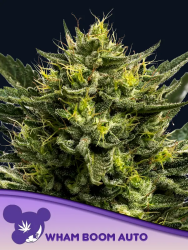 WHAM BOOM Auto - Anesia Seeds