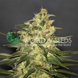 Kilimanjaro Reg. - World of Seeds