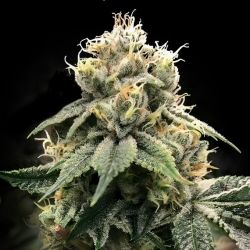 Chocolate Truffle Shuffle CTS Reg. - DNA Genetics