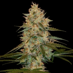 Chocolope Kush Reg. - DNA Genetics