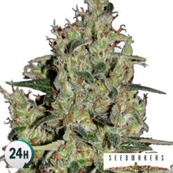 Auto Critical - Seedmakers