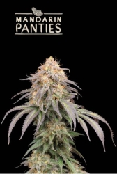 Superior Mandarin Panties Auto - SeedStockers