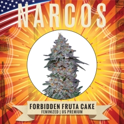 Kingpin Kush - Narcos Seeds