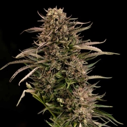 Fatso GMO F1 Auto - Seedsman