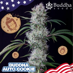 Auto Tangie - Buddha Seeds