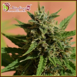 Mint Glace XXL Auto - Dr Krippling Seeds