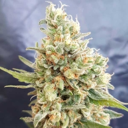 Crystal Dwarf Auto reg. - Freedom of Seeds