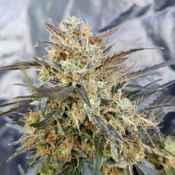 Dieselicious reg. - Freedom of Seeds