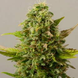 Auto Critical Ryder - Black Scull Seeds