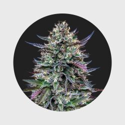 Legendary Cali Genetics Seeds Pinky420 32% THC - auto flowering