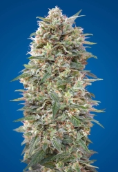 California Kush - 00 Seeds Seedsbank