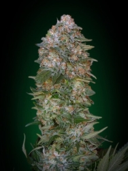 Critical Soma - Advanced Seeds