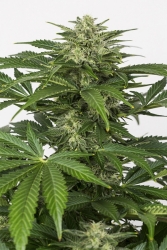 Haze Auto CBD - Dinafem Seeds