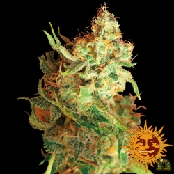 Red Dragon - Barney's Farm