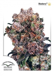 Blueberry Reg. - Dutch Passion