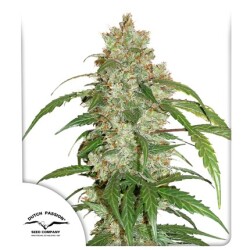 CBD Auto White Widow®