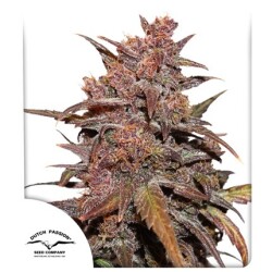 CBD Auto Blackberry Kush®