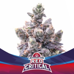 Red Critical Auto - BSF Seeds