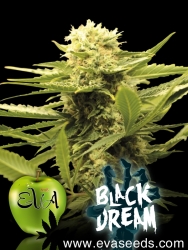 Black Dream - Eva Seeds