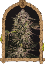 Quick Sherbet - Exotic Seeds