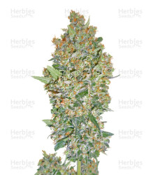 Hashchis Berry (Cheese Berry) (00 Seeds) Cannabis-Samen