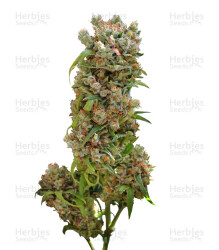 White Spanish (VIP seeds) Cannabis-Samen