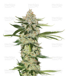 Underdawg (T.H. Seeds) Cannabis-Samen