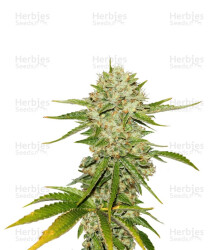 Wreckage (T.H. Seeds) Cannabis-Samen