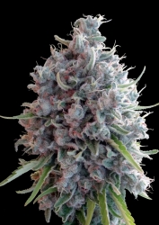 Killer A5 Haze - Ace Seeds