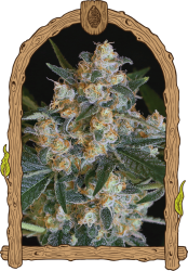 Lemon Candy - Exotic Seeds