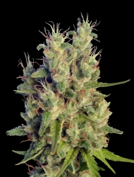 Super Malawi Haze - Ace Seeds