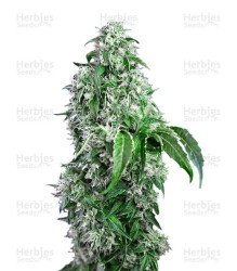 Big Devil F1 Fast Version (Sweet Seeds) Cannabis-Samen