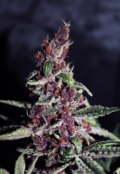 Violeta - Ace Seeds