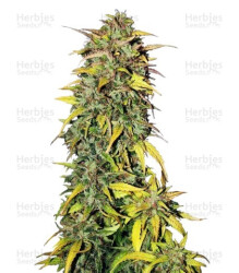 Black Jack Auto (Sweet Seeds) Cannabis-Samen