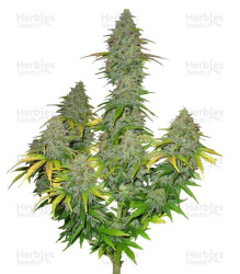 Fast Bud Auto (Sweet Seeds) Cannabis-Samen