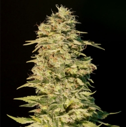 OG Lemon Bilbo - Genehtik Cannabis Seeds