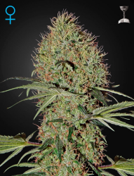 Super Bud Auto - GreenHouse Seeds