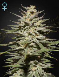 Super Lemon Haze CBD - GreenHouse Seeds