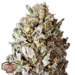 Diesel Drift - Heavyweight Seeds