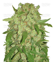 Auto Wembley (Pyramid Seeds) Cannabis-Samen