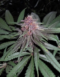 Violeta Reg. - ACE Seeds