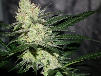 Pucker Punch regulär - Jinxproof Genetics