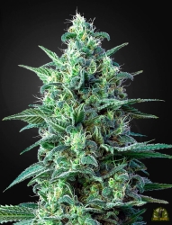 White Widow Auto CBD - Green House Seeds