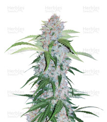 Six Shooter Auto (Fast Buds) Cannabis-Samen