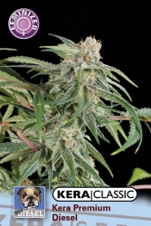 Premium Diesel - Kera Seeds