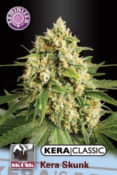 Kera Skunk - Kera Seeds