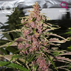 Afrokush - Tropical Seeds Company