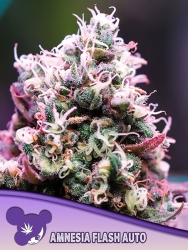 Amnesia Flash Auto - Anesia Seeds