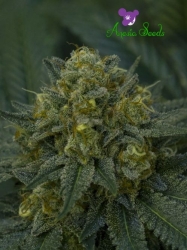 Auto Blackberry Moonrocks - Anesia Seeds